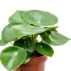 Peperomia rain drop - Krokodillentranen