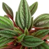 Peperomia Rosso - Krokodillentranen