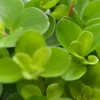 Peperomia Rotundifolia - Krokodillentranen