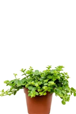 Peperomia Rotundifolia - Krokodillentranen