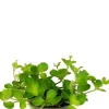 Peperomia Rotundifolia var. Pilosior - Stekje