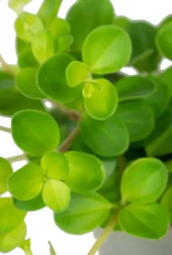 Peperomia Rotundifolia var. Pilosior - Stekje