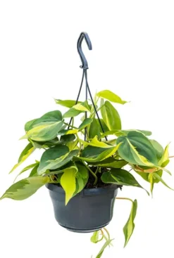 Philodendron brasil