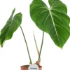 Philodendron Gloriosum