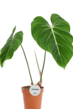 Philodendron Gloriosum
