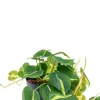 Philodendron grand brasil