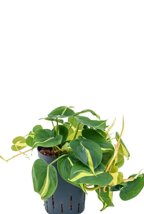 Philodendron grand brasil