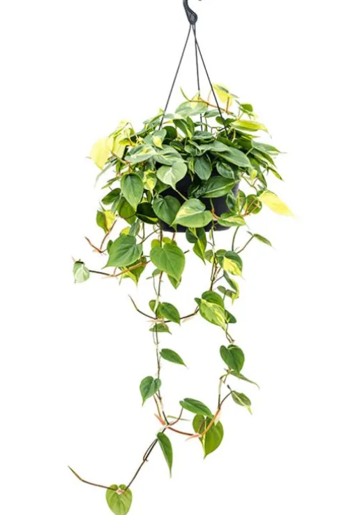 Philodendron grand brasil