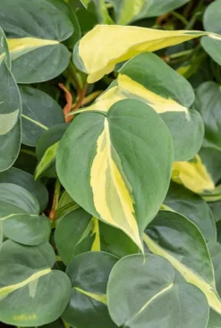 Philodendron grand brasil