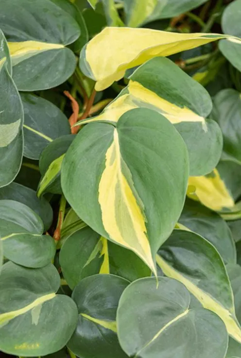 Philodendron grand brasil