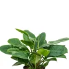 Philodendron imperial green