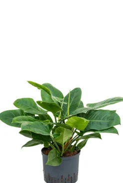 Philodendron imperial green