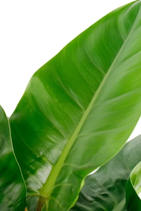 Philodendron imperial green