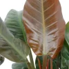 Philodendron imperial red