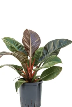 Philodendron imperial red