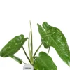 Philodendron Jose Buono
