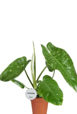 Philodendron Jose Buono