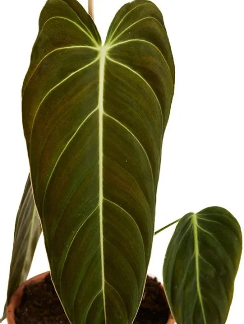 Philodendron Melanochrysum