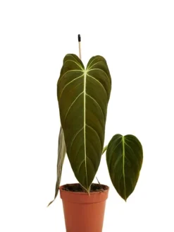 Philodendron Melanochrysum