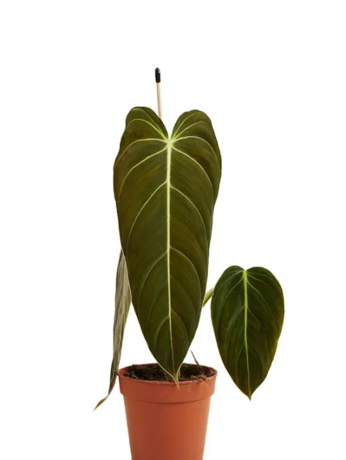 Philodendron Melanochrysum