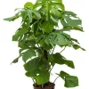 Philodendron Monstera - Gatenplant
