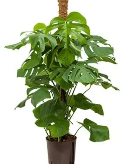 Philodendron Monstera - Gatenplant