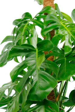 Philodendron Monstera - Gatenplant