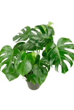 Philodendron Monstera - Gatenplant