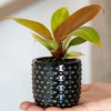 Philodendron Orange (Prince of Orange) - Stekje