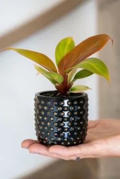Philodendron Orange (Prince of Orange) - Stekje
