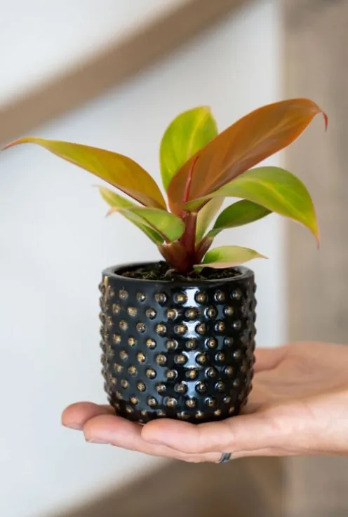 Philodendron Orange (Prince of Orange) - Stekje