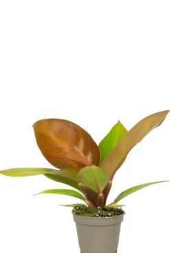 Philodendron Orange (Prince of Orange) - Stekje