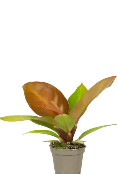 Philodendron Orange (Prince of Orange) - Stekje