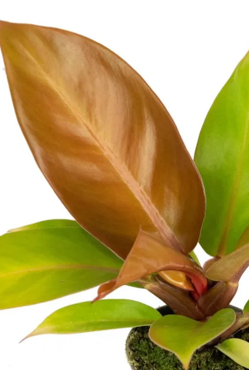 Philodendron Orange (Prince of Orange) - Stekje