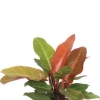 Philodendron Orange (Prince of Orange)