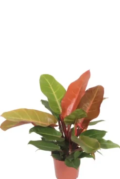 Philodendron Orange (Prince of Orange)