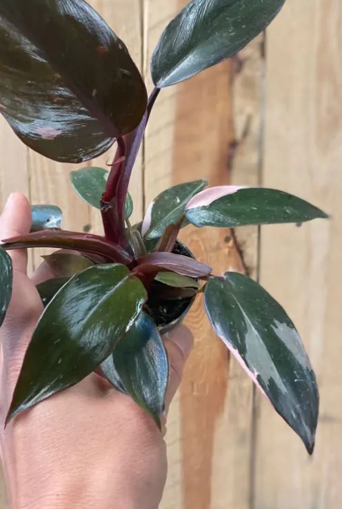 Philodendron Pink Princess - Stekje
