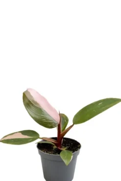 Philodendron Pink Princess - Stekje