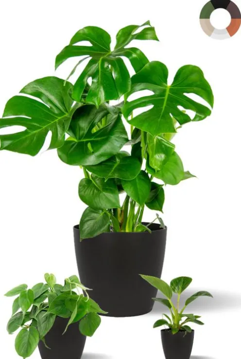 Philodendron planten mix