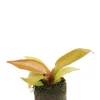 Philodendron Prince of Orange - Philodendron