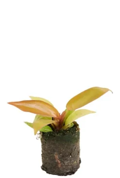 Philodendron Prince of Orange - Philodendron