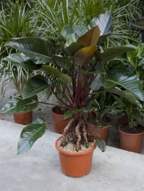 Philodendron red beauty