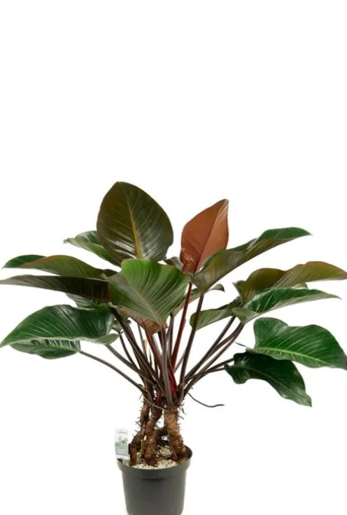 Philodendron red beauty