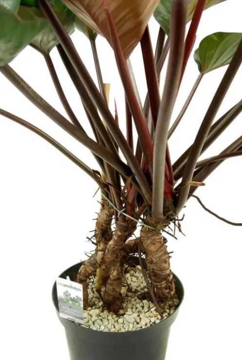 Philodendron red beauty
