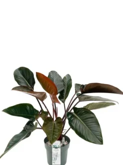 Philodendron Red Beauty
