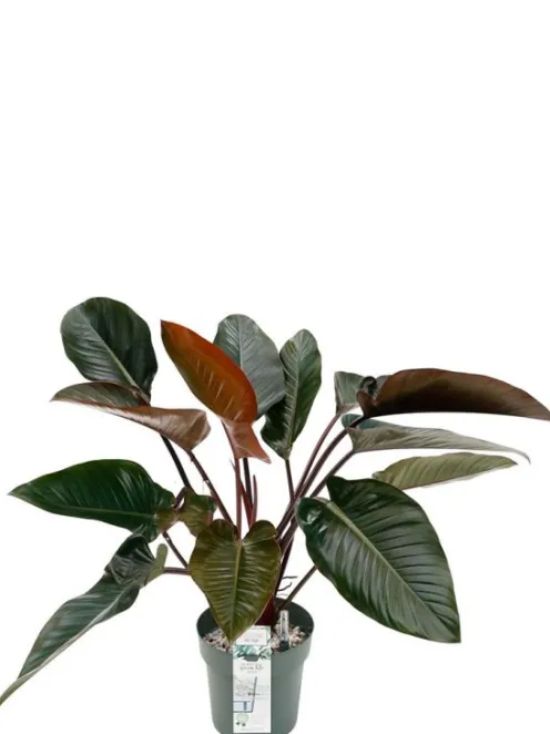 Philodendron Red Beauty