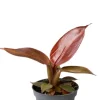 Philodendron Red Sun
