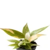 Philodendron Ring of Fire - Philodendron