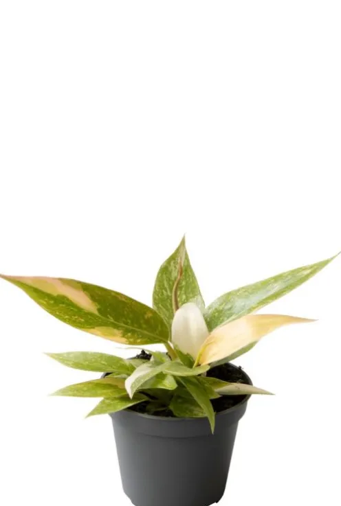 Philodendron Ring of Fire - Philodendron