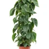 Philodendron scandens
